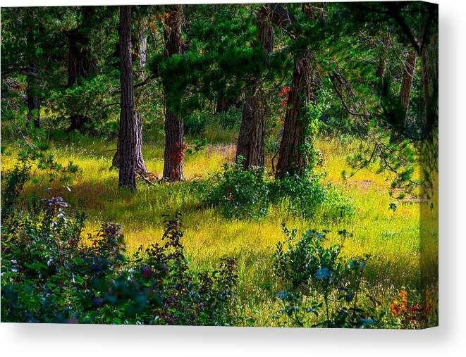 Monterey Canvas Print featuring the photograph Pine Forest by Derek Dean