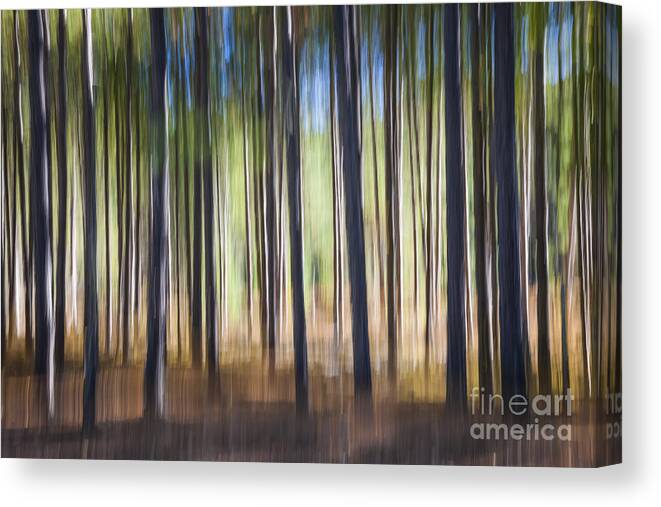 Abstract Canvas Print featuring the photograph Pine forest by Elena Elisseeva