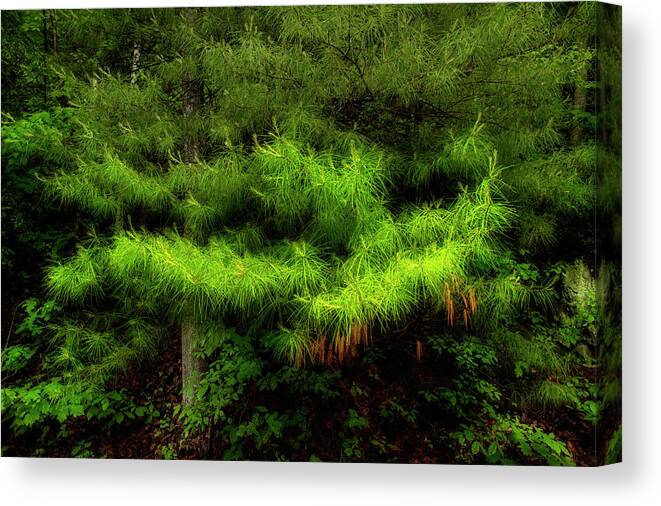 Pine Tree Canvas Print featuring the photograph Pine by Mike Eingle