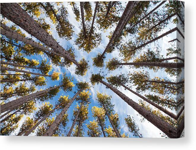 Pine Canvas Print featuring the photograph Pine Tree Vertigo by Adam Pender