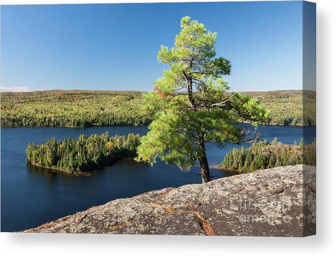 Pine Canvas Print featuring the photograph Pine tree with a view by Elena Elisseeva