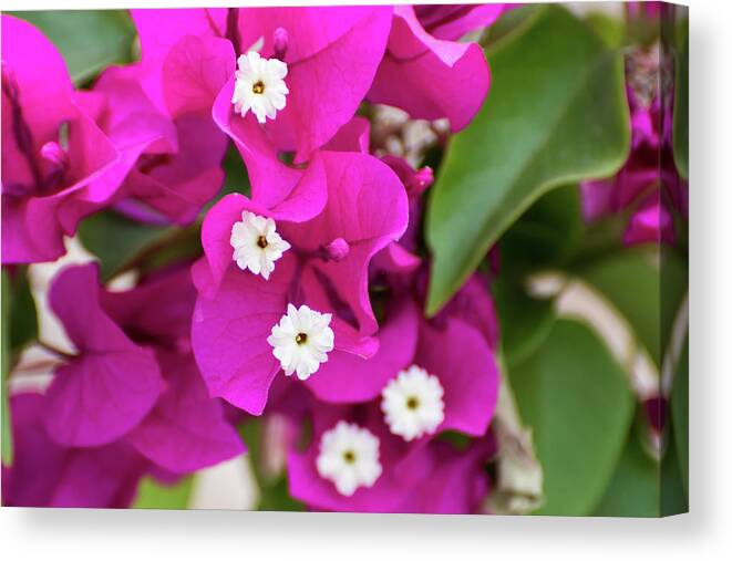 Flowers Canvas Print featuring the photograph Pink and White Flowers by Douglas Killourie