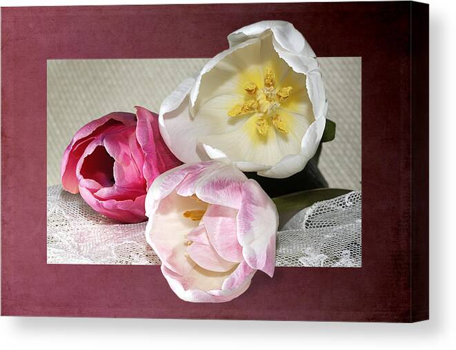 Tulips.liliaceae Canvas Print featuring the photograph Pink And White Tulips Framed by Phyllis Denton