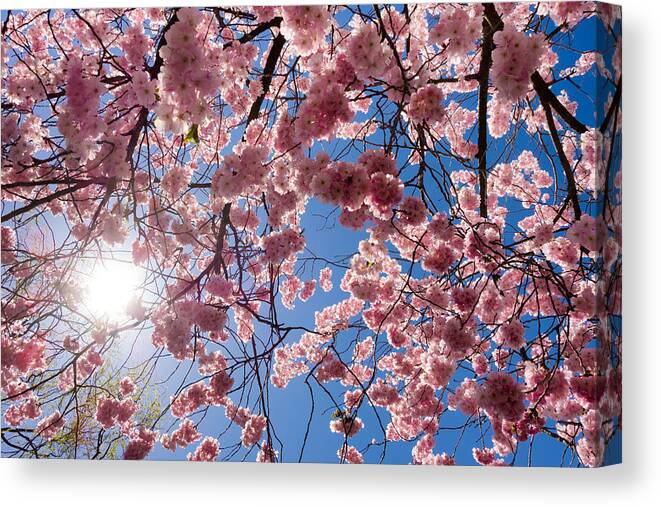 Pink Canvas Print featuring the photograph Pink cherry blossoms and blue sky in spring by Matthias Hauser