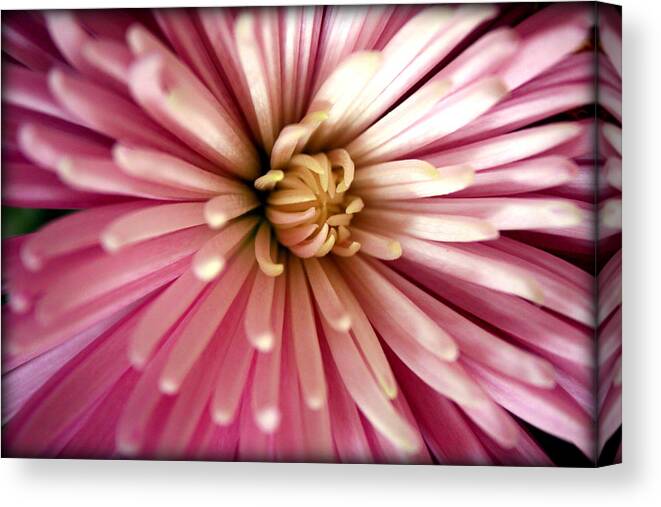 Pink Canvas Print featuring the photograph Pink Chrysanthemum by Susie Weaver