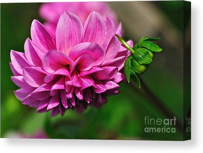 Photography Canvas Print featuring the photograph Pink Dahlia with Baby Dahlia by Kaye Menner