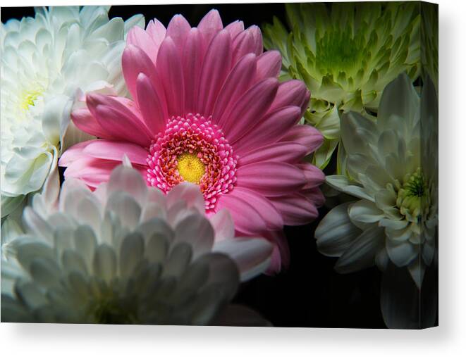 Blooming Canvas Print featuring the photograph Pink Daisy Surrounded by White Dahlias by Dennis Dame