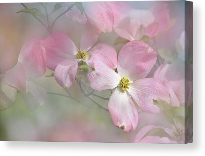 Beauty Canvas Print featuring the photograph Pink Dogwood 02 by Ann Bridges