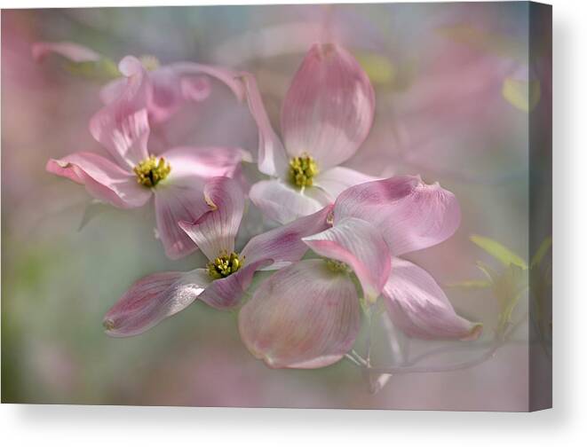 Beauty Canvas Print featuring the photograph Pink Dogwood by Ann Bridges