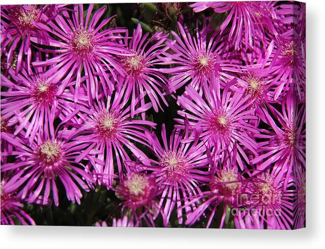 Firework Canvas Print featuring the photograph Pink firework by Yumi Johnson