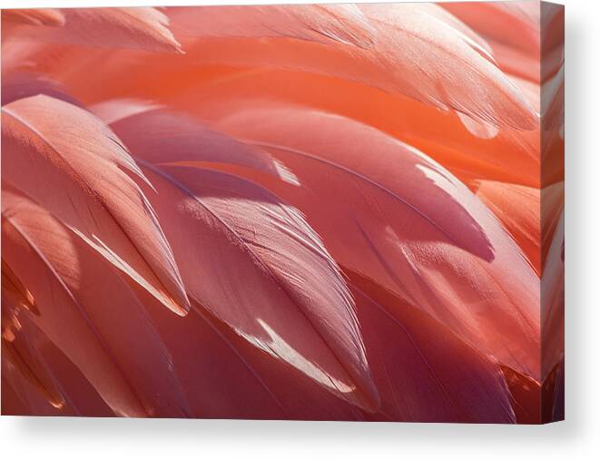 Abstract Canvas Print featuring the photograph Pink Flamingo by Holly Ross