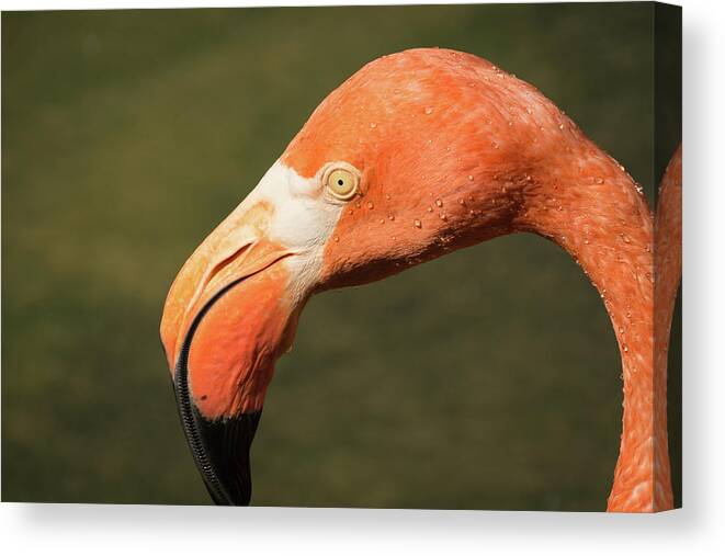 Zoo Canvas Print featuring the photograph Pink Flamingo by John Benedict