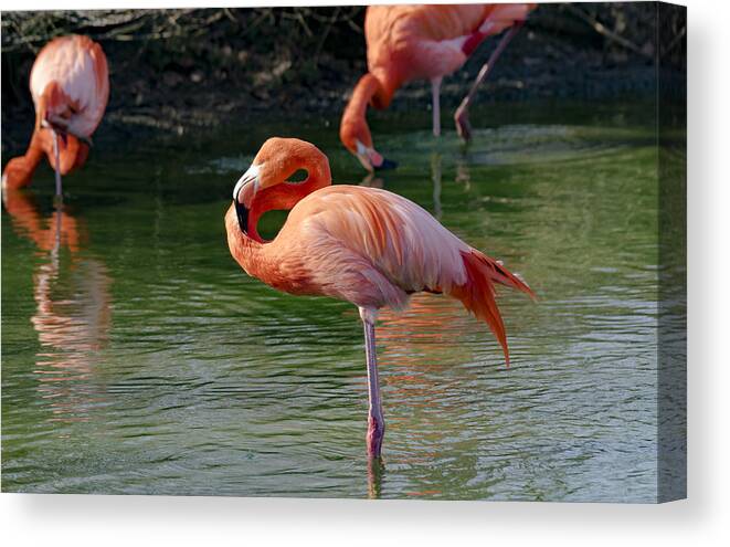 Pink Flamingo Canvas Print featuring the photograph Pink Flamingo by Scott Carruthers