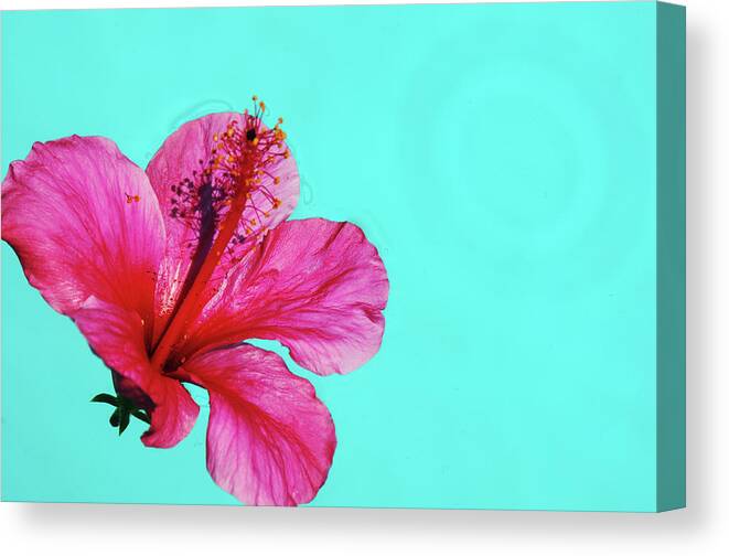 Flower Canvas Print featuring the photograph Pink Flower in Water by William Kimble