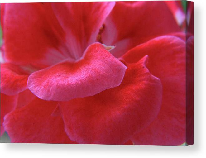 Geranium Canvas Print featuring the photograph Pink Geranium Petals by Aidan Moran