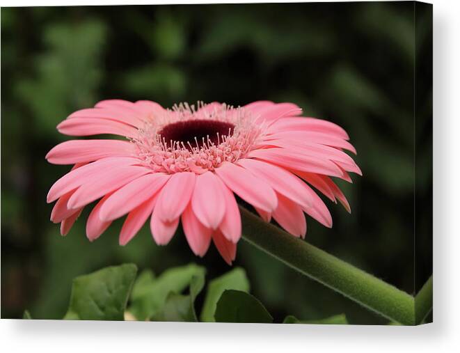 Pink Canvas Print featuring the photograph Pink Gerbera by Jeff Townsend