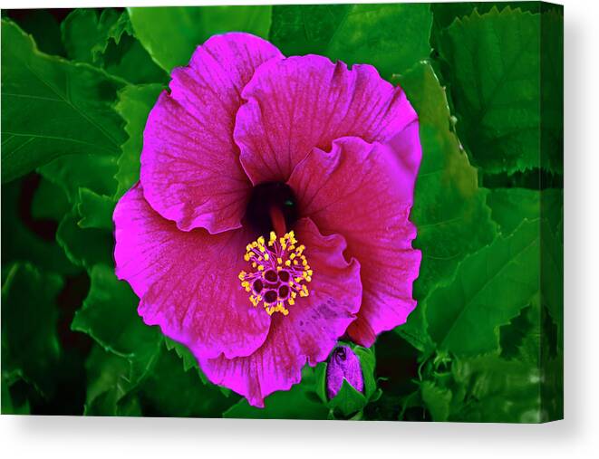 Beauty Canvas Print featuring the photograph Pink Hibiscus h50 by Mark Myhaver