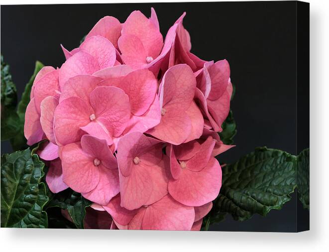 Nature Canvas Print featuring the photograph Pink Hydrangea Bloom by Sheila Brown