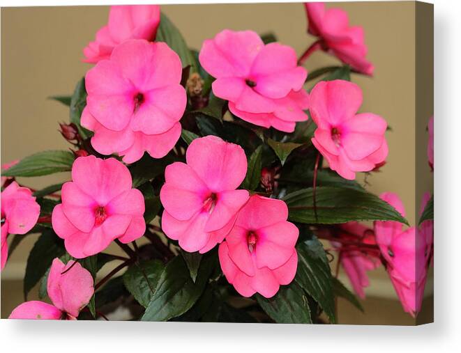 Nature Canvas Print featuring the photograph Pink Impatiens by Sheila Brown