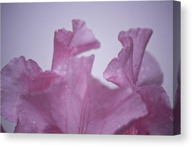 Iris Canvas Print featuring the photograph Pink Iris Study 6 by Teresa Mucha