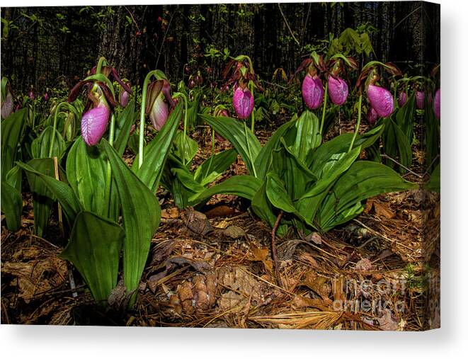 Pink Ladies Slipper Canvas Print featuring the photograph Pink Ladies Slipper patch by Barbara Bowen