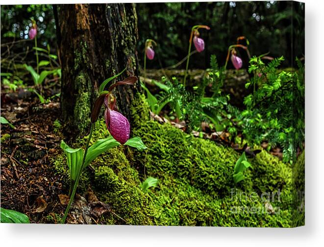 Pink Lady’s Slipper Canvas Print featuring the photograph Pink Ladys Slippers on Moss by Thomas R Fletcher