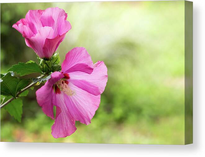 Terry D Photography Canvas Print featuring the photograph Pink Light Rose of Sharon 2016 by Terry DeLuco