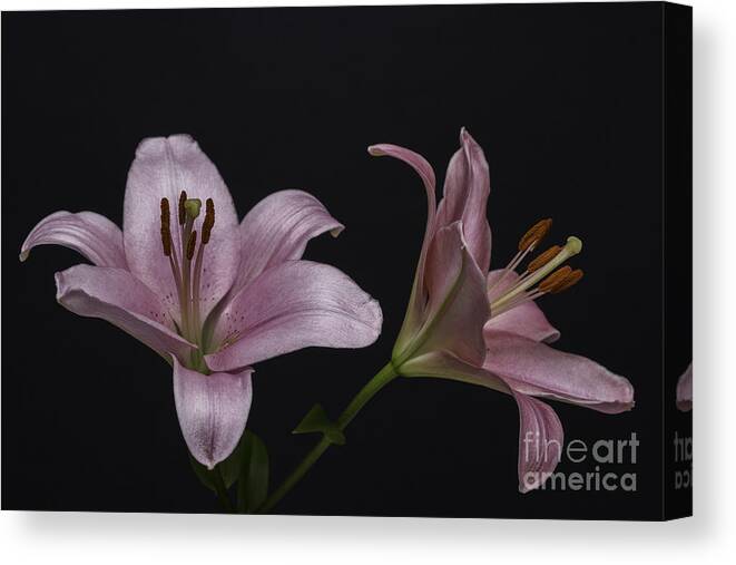 Pink Lilies Canvas Print featuring the photograph Pink Lilies 1 by Steve Purnell