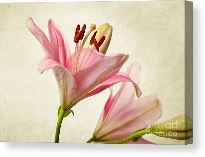 Lily Canvas Print featuring the photograph Pink Lilies by Nailia Schwarz