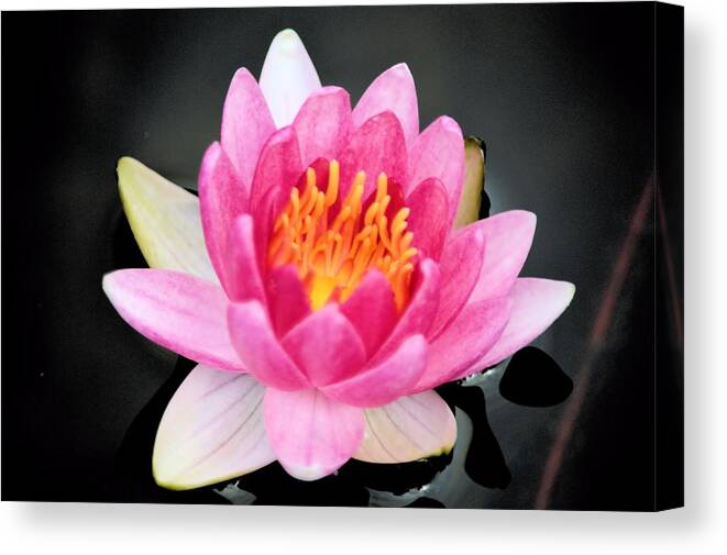 Water Canvas Print featuring the photograph Pink Lilly by Bonfire Photography