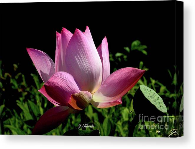 Art Canvas Print featuring the photograph Pink Lotus by Jeannie Rhode