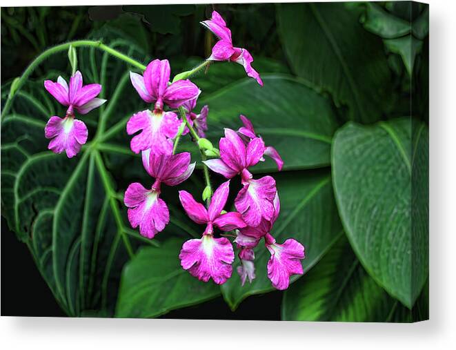 Oncidium Orchid Canvas Print featuring the photograph Pink Oncidium  by HH Photography of Florida