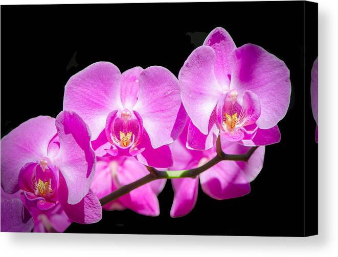 Orchid Pink Flora Flower Macro Closeup Brucepritchettphotography Canvas Print featuring the photograph Pink Orchid Flora by Bruce Pritchett