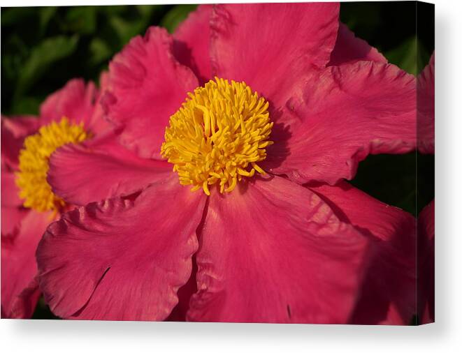 Bloom Canvas Print featuring the photograph Pink Peony by Beth Collins