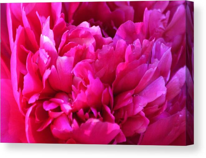 Peony Canvas Print featuring the photograph Pink Peony by Lauri Novak