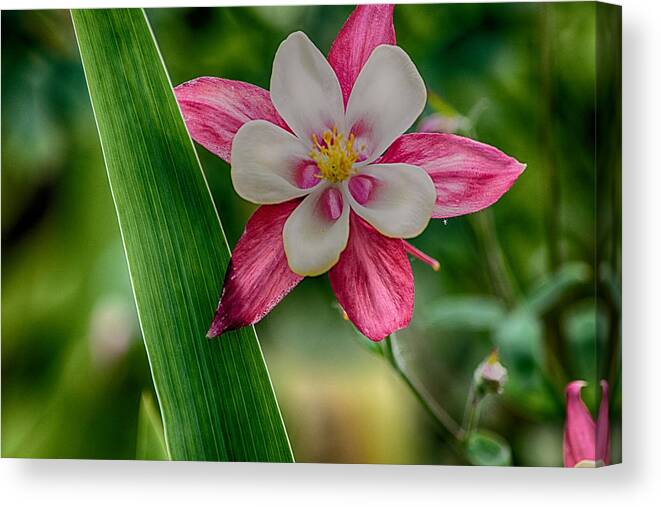 Pink Flower Canvas Print featuring the photograph Pink Perfection by Bonnie Bruno