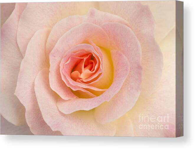 Rose Canvas Print featuring the photograph Sweetness by Patty Colabuono