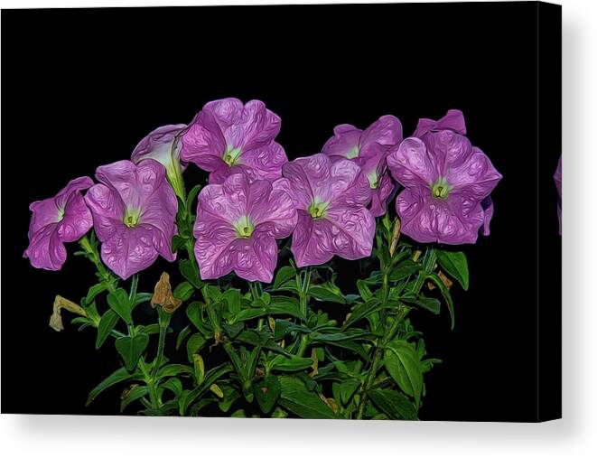 Flower Canvas Print featuring the photograph Pink Petunia On Black by Cathy Kovarik