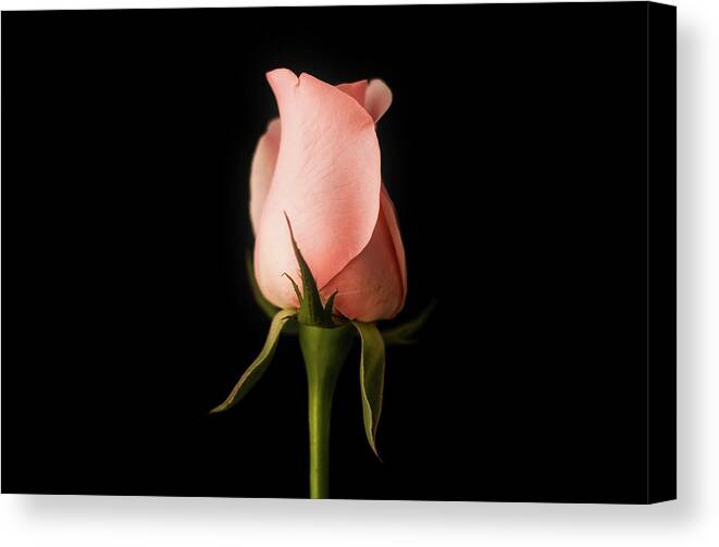 Rose Canvas Print featuring the photograph Pink Rose by Mountain Dreams