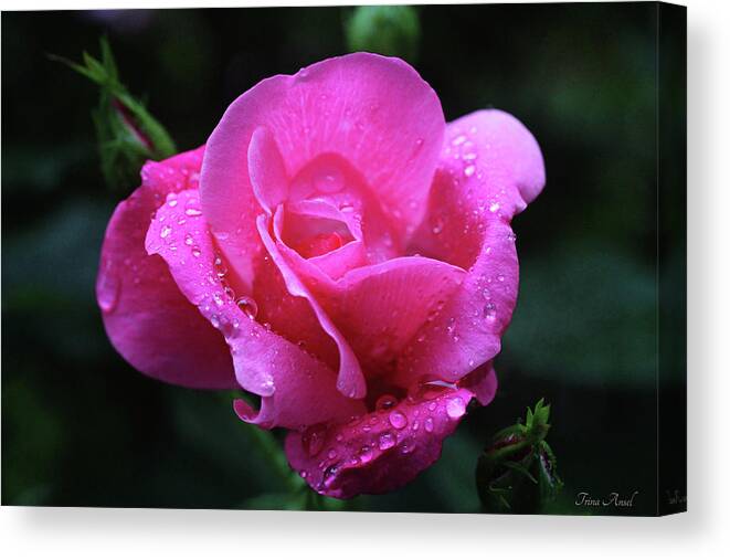 Roses Canvas Print featuring the photograph Pink Rose with Raindrops by Trina Ansel