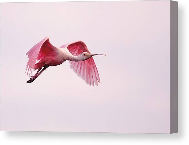 Bird Canvas Print featuring the photograph Pink Spoonbill in Flight by Jack Nevitt