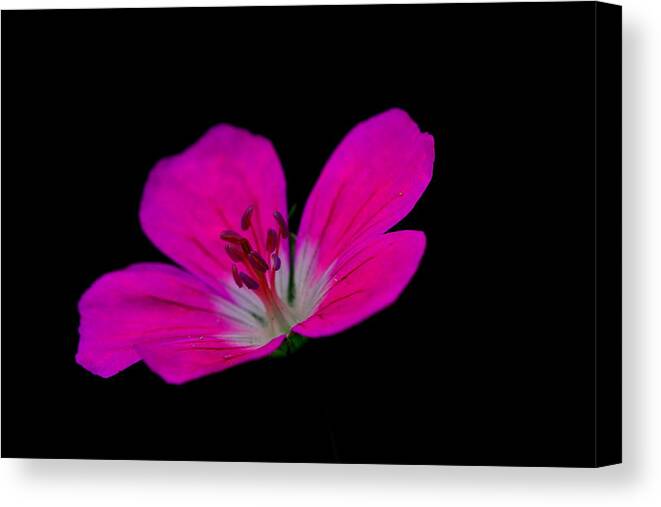 Pink Canvas Print featuring the photograph Pink Stamen by Richard Patmore