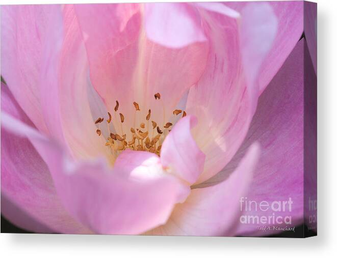 Flower Canvas Print featuring the photograph Pink Swirls by Todd Blanchard
