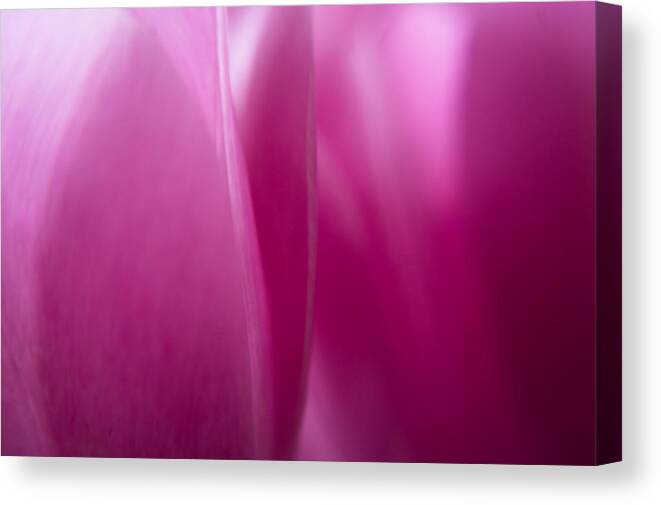 Abstracts Canvas Print featuring the photograph Pink Tulip Abstract 1 by Jill Greenaway