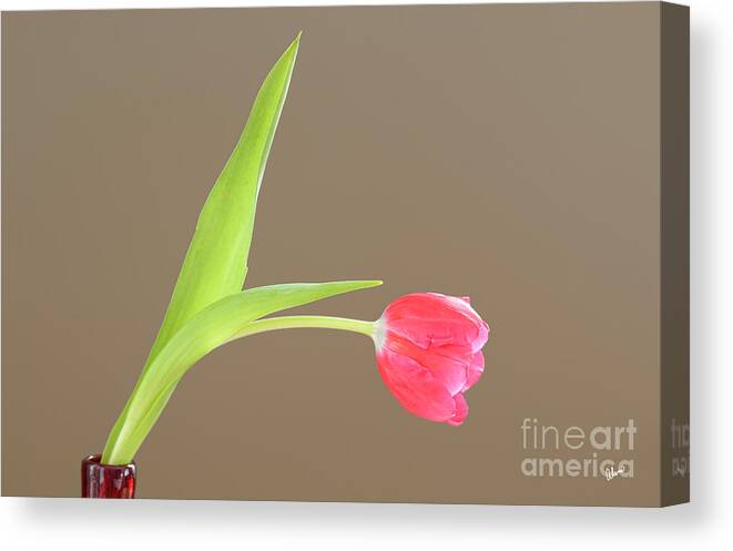 Pink Canvas Print featuring the photograph Pink Tulip by Alana Ranney