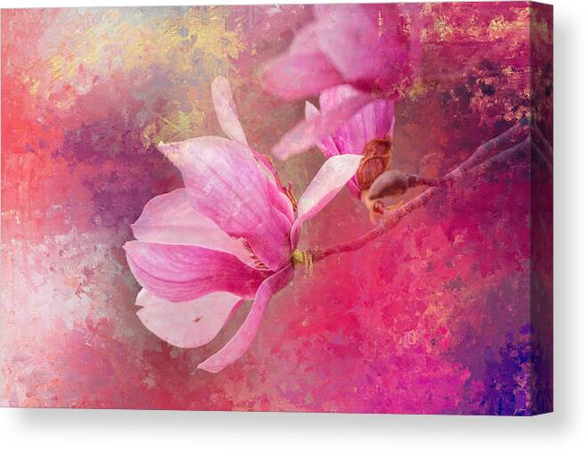 Jai Johnson Canvas Print featuring the photograph Pink Tulip Magnolia In Spring by Jai Johnson