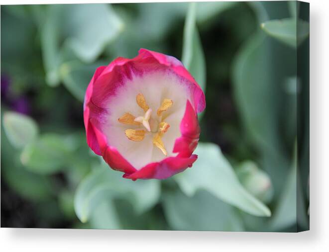 Tulip Canvas Print featuring the photograph Pink Tulip Top View by Allen Nice-Webb