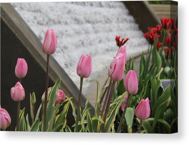 Tulips Canvas Print featuring the photograph Pink Tulips by Allen Nice-Webb