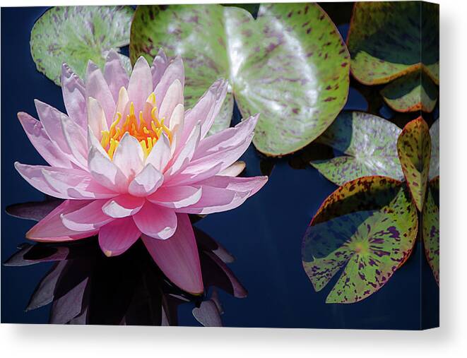 Pink Water Lily Bloom Canvas Print featuring the photograph Pink Water Lily Bloom by Julie Palencia