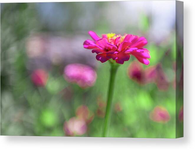 Aperture Canvas Print featuring the photograph Pink Zinnia by SR Green